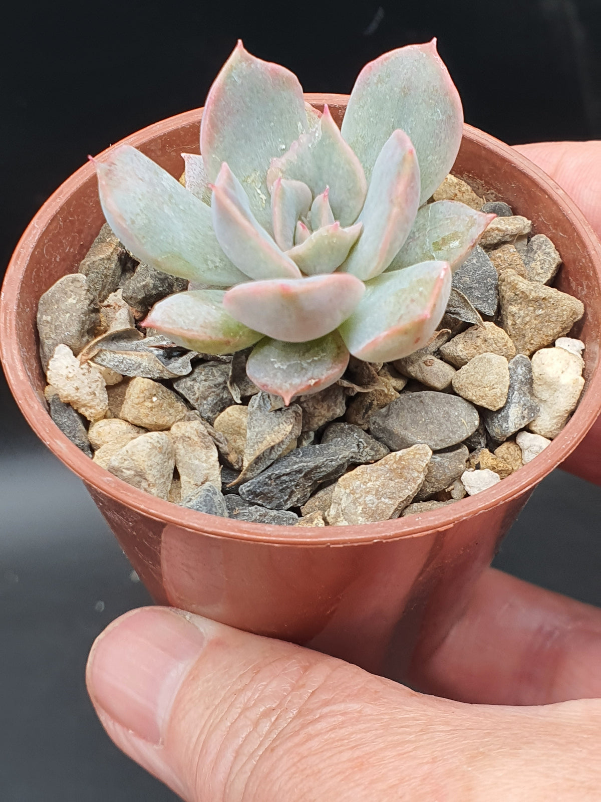 Echeveria desmetiana| 🇬🇧 UK Grown - UK grown houseplant - Barney Plants