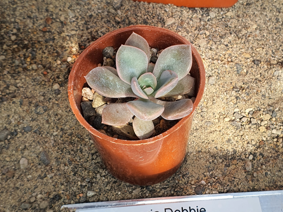 Echeveria desmetiana| 🇬🇧 UK Grown - UK grown houseplant - Barney Plants
