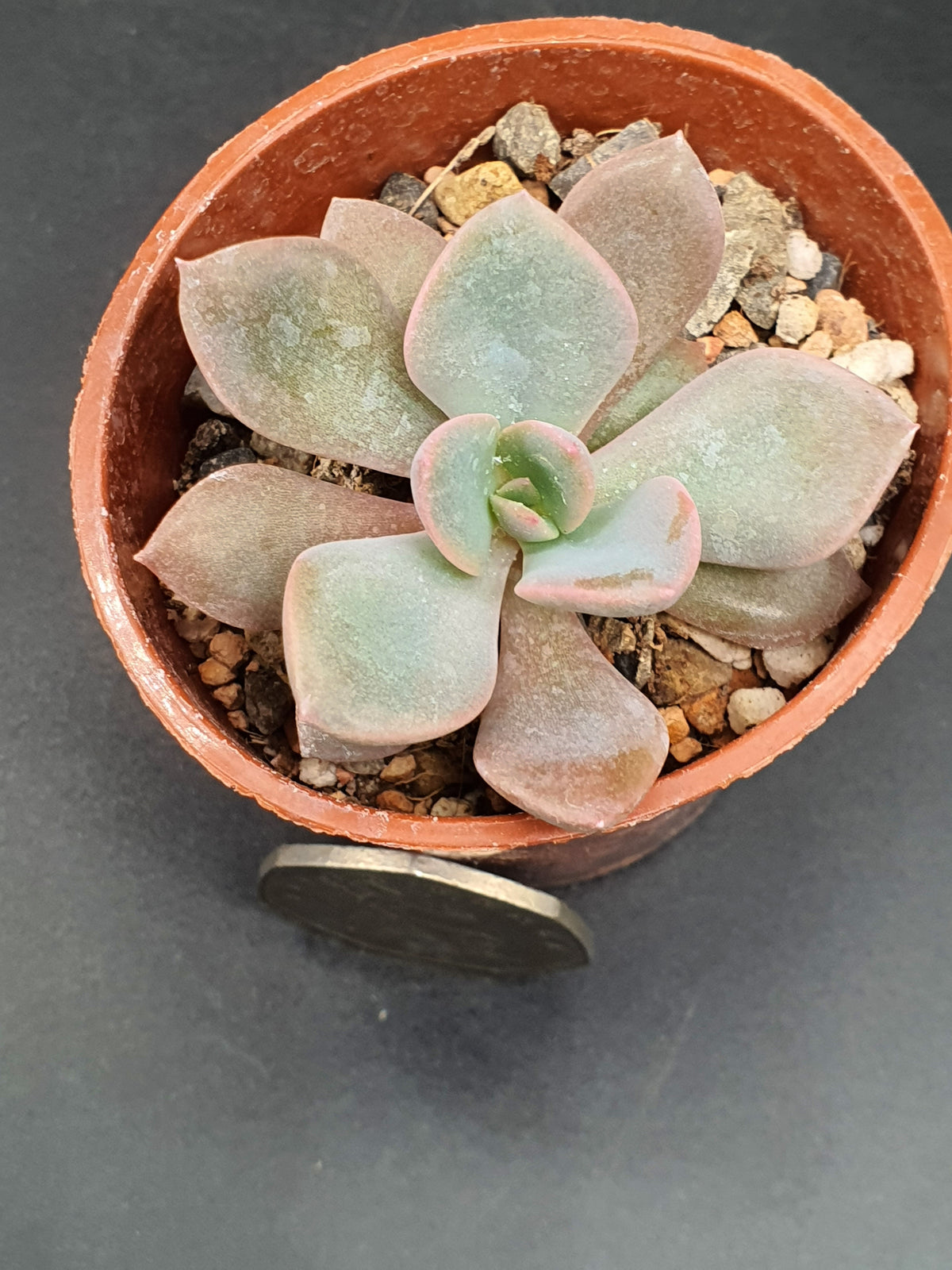 Echeveria desmetiana| 🇬🇧 UK Grown - UK grown houseplant - Barney Plants