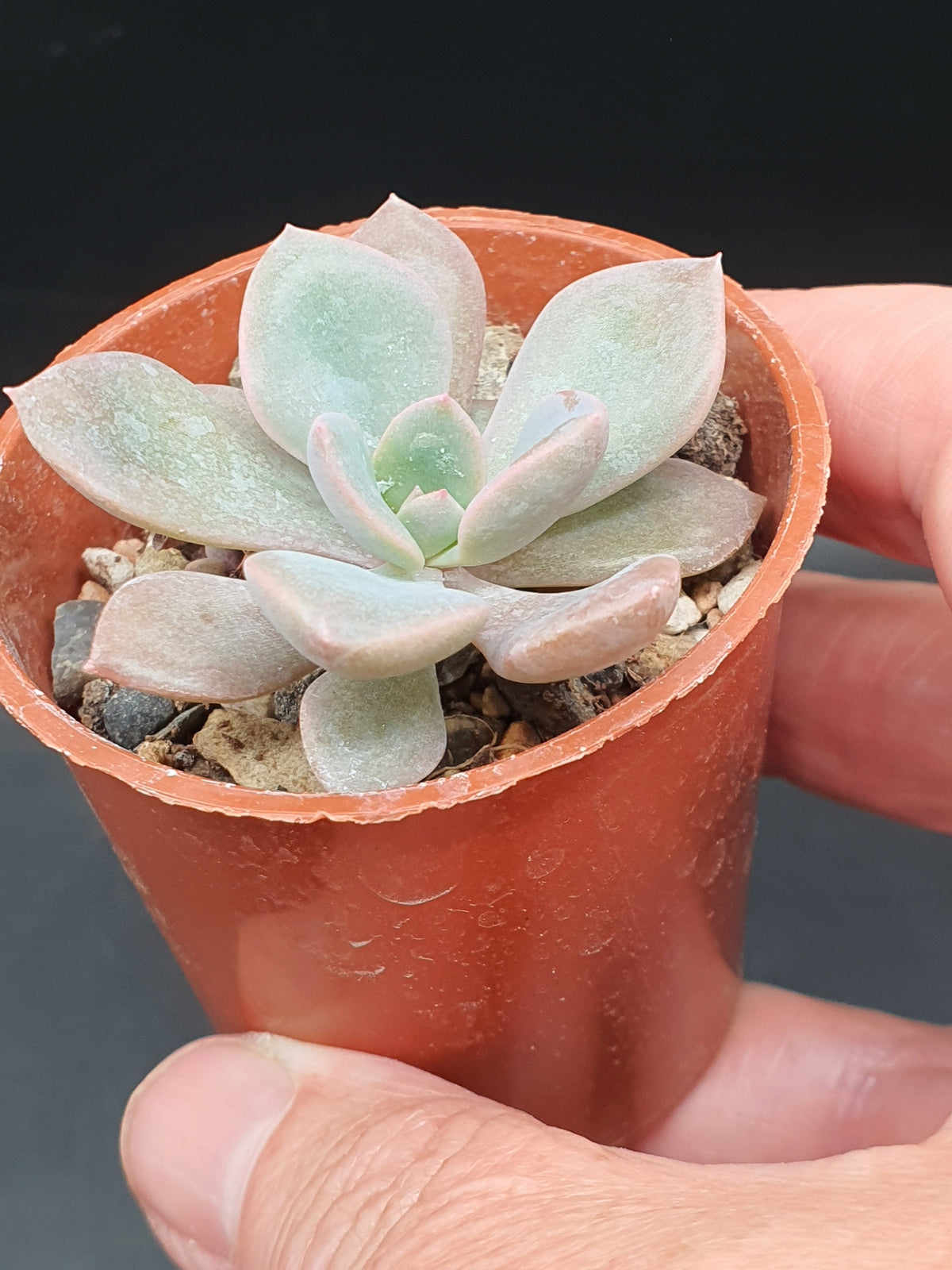 Echeveria desmetiana| 🇬🇧 UK Grown - UK grown houseplant - Barney Plants
