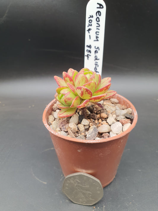 Aeonium sedifolium  | Dwarf Aeonium