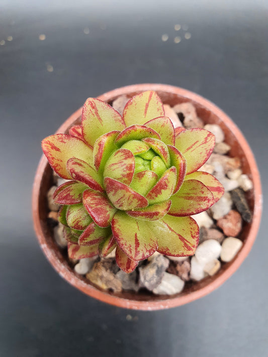 Aeonium sedifolium  | Dwarf Aeonium