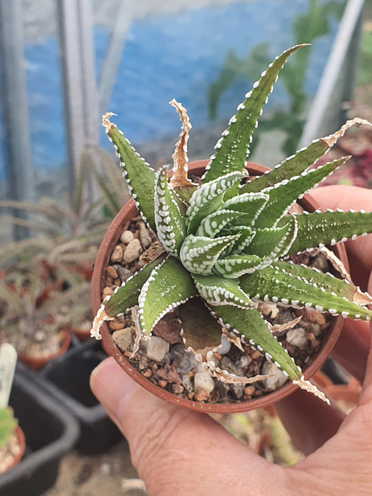 Haworthia 'Big Band' | Haworthiopsis fasciala 'Big Band' | Little Zebra Plant | UK Grown