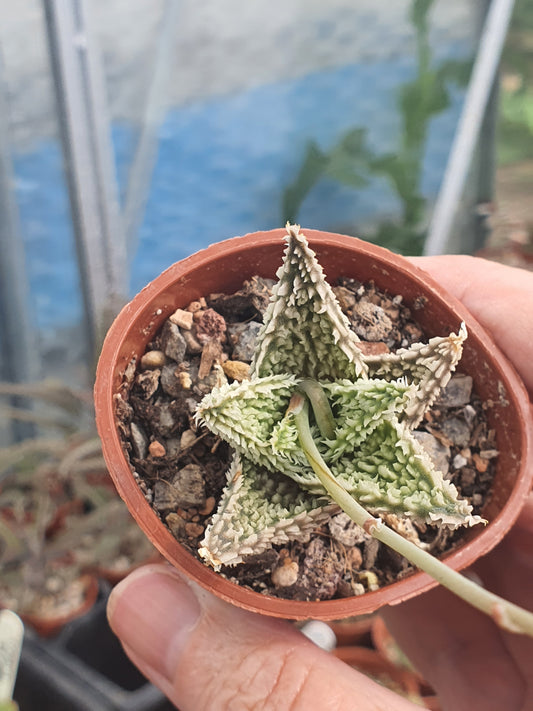Aloe 'Sugar Crystal'  | Hybrid Aloe