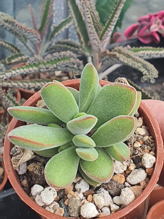 Crassula  'Stretto' | 🇬🇧 UK grown
