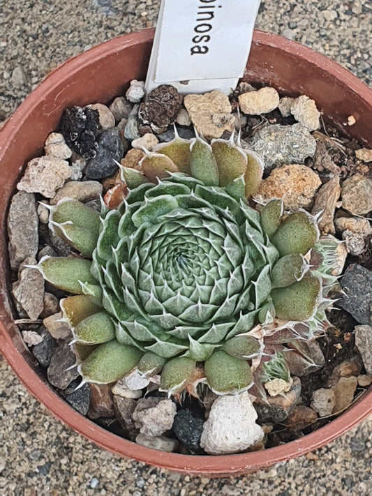 Orostachys spinosa | Succulent