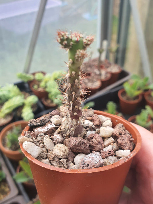Optunia salmiana  | Austrocylindropuntia  | 🇬🇧 UK grown | Cacti