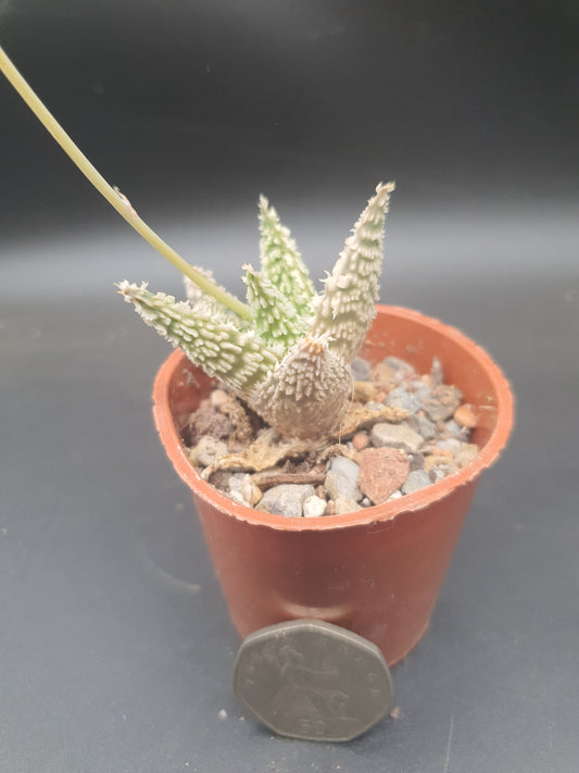 Aloe 'Sugar Crystal'  | Hybrid Aloe