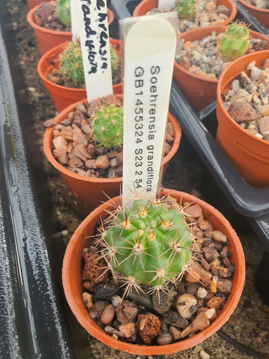 Melocactus azureus subs.ferrophilus-Turk's Cap Cactus- Rarer sub species