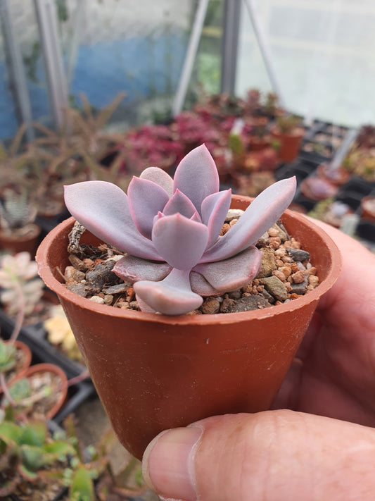Echeveria 'Debbie'| 🇬🇧 UK Grown