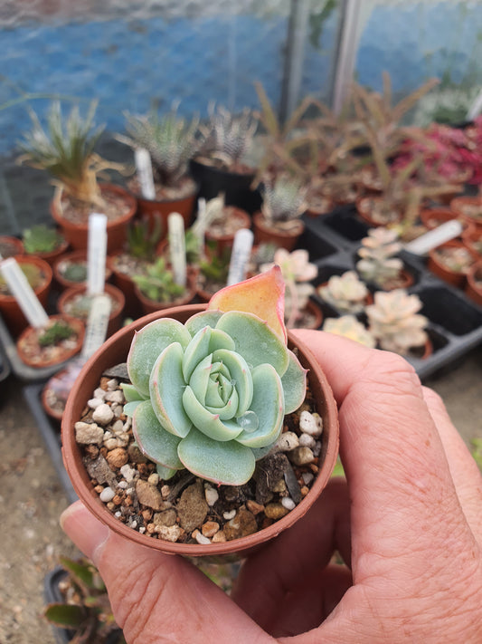 Echeveria 'Lonely Heart'| 🇬🇧 UK Grown