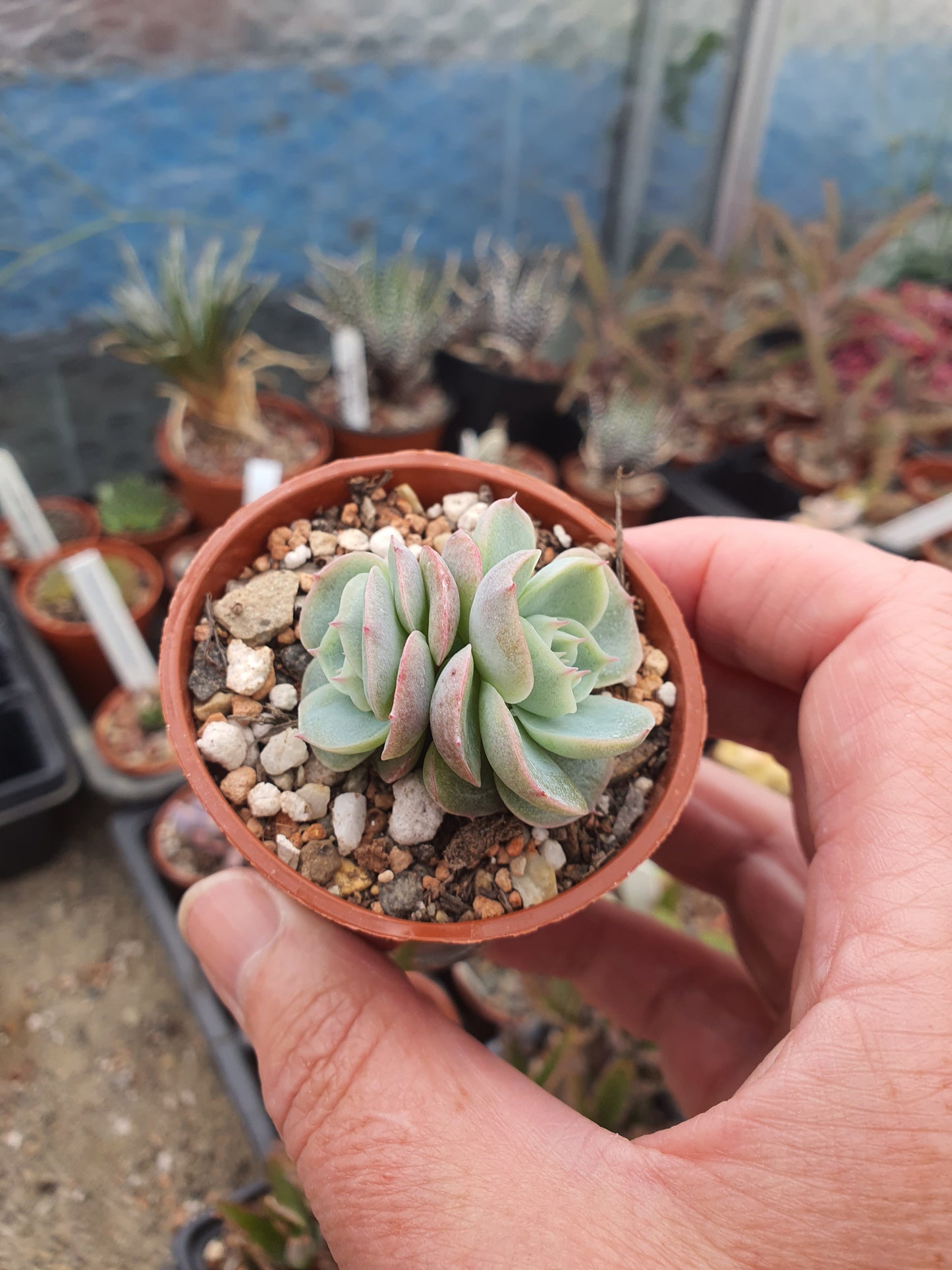Echeveria 'Lonely Heart'| 🇬🇧 UK Grown