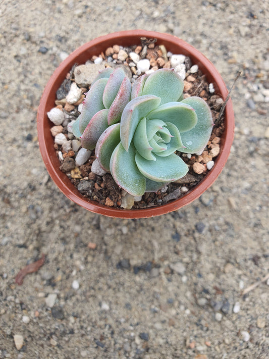 Echeveria 'Lonely Heart'| 🇬🇧 UK Grown