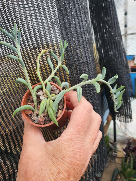 Senecio  radicans - String of Bananas | Trailing  |  UK Grown