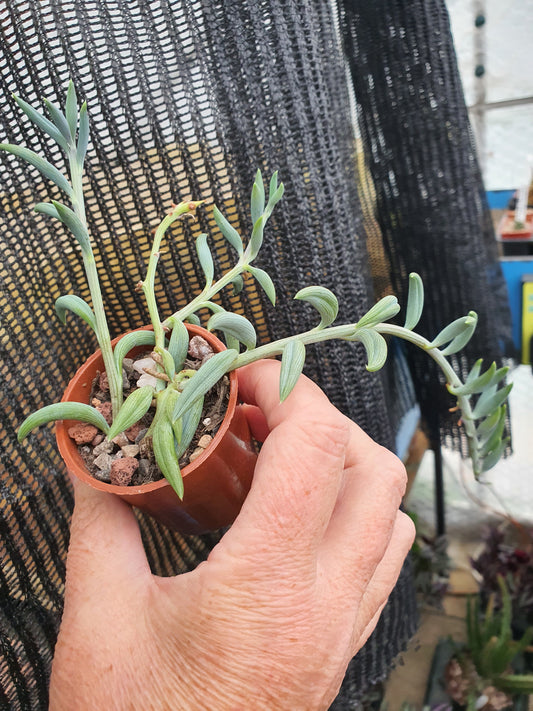 Senecio  radicans - String of Bananas | Trailing  |  UK Grown
