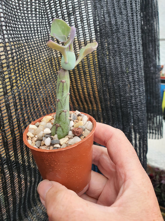 Candle Plant - Baculellum articulatus ( Kleinia articulata, Senecio articulatus)