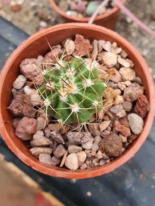 Melocactus azureus subs.ferrophilus-Turk's Cap Cactus- Rarer sub species