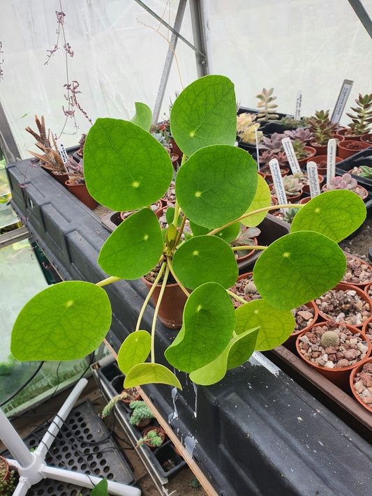 Peperomia polybotrya | Raindrop Peperomia