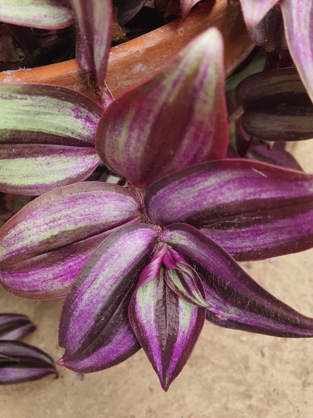 Tradescantia  Mixed  - x3 Mixed Stem Cuttings