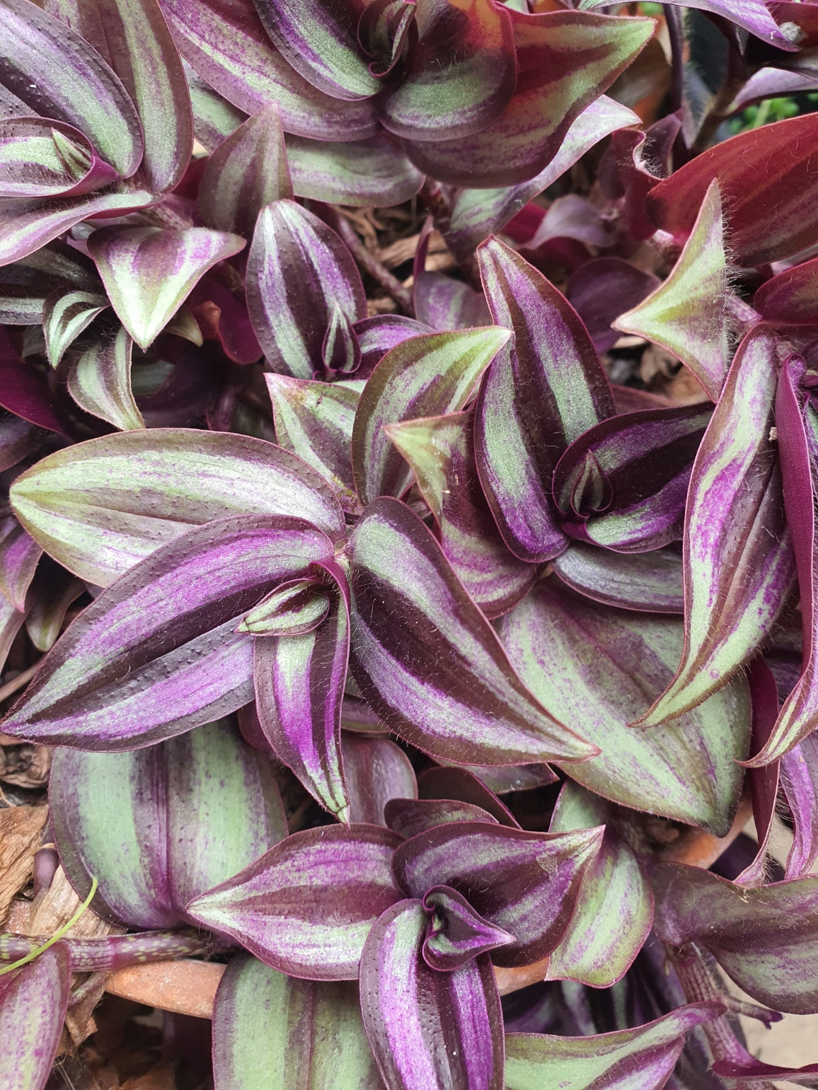 Tradescantia 'Violet Hill' (Wondering Dew cv) Cutting