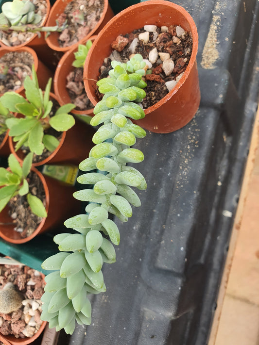 Sedum morganianum 'Burrito' | Baby Burro's Tail - Plant