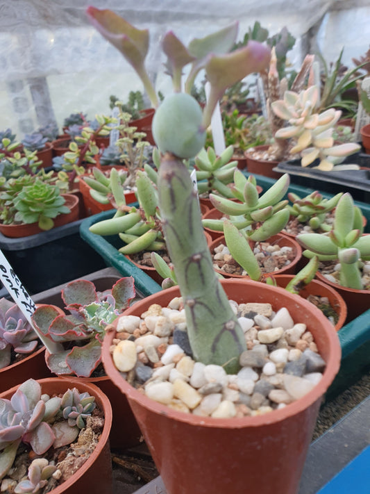 Candle Plant - Baculellum articulatus ( Kleinia articulata, Senecio articulatus)