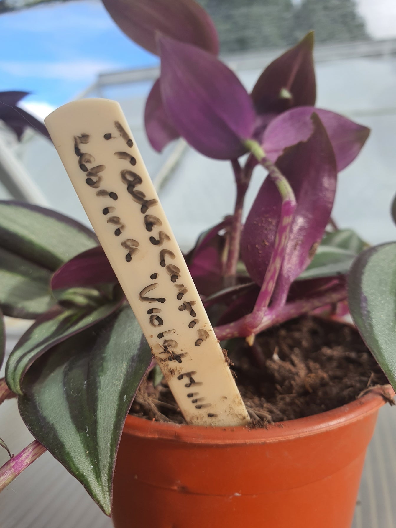 Tradescantia 'Violet Hill'   (Wondering Dew Violet Hill ) Trailing Plant