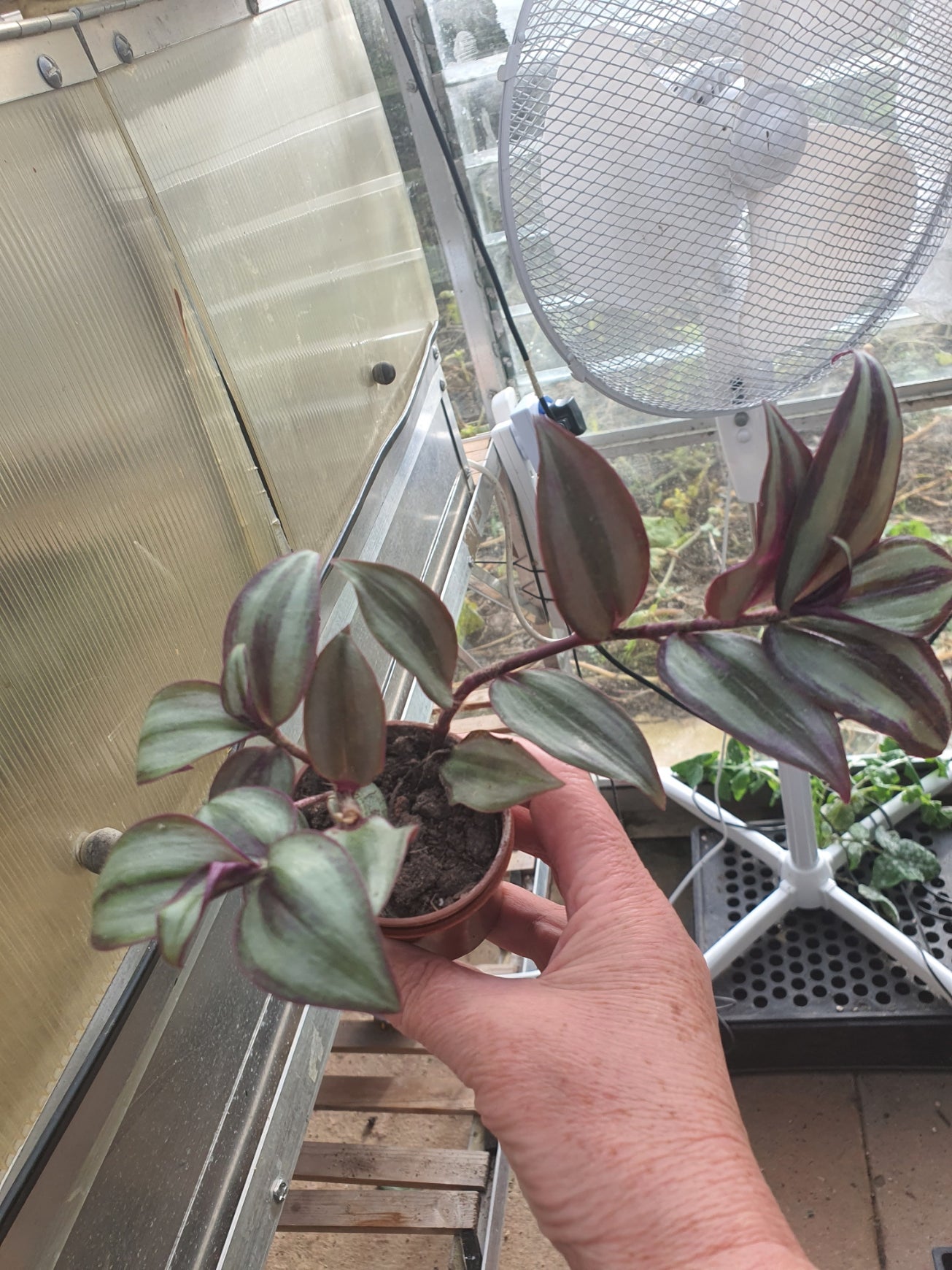 Tradescantia 'Violet Hill'   (Wondering Dew Violet Hill ) Trailing Plant