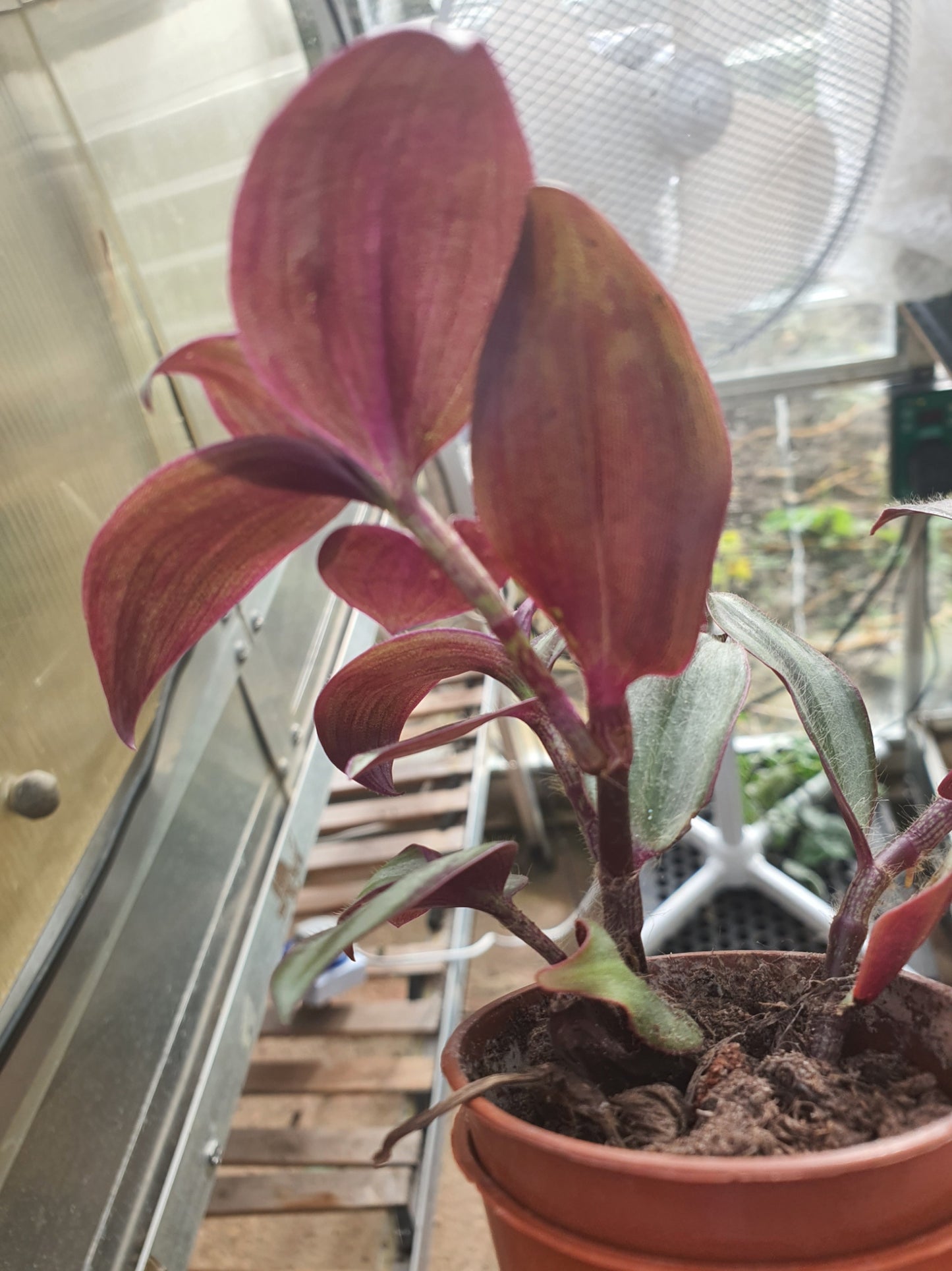 Tradescantia 'Violet Hill'   (Wondering Dew Violet Hill ) Trailing Plant
