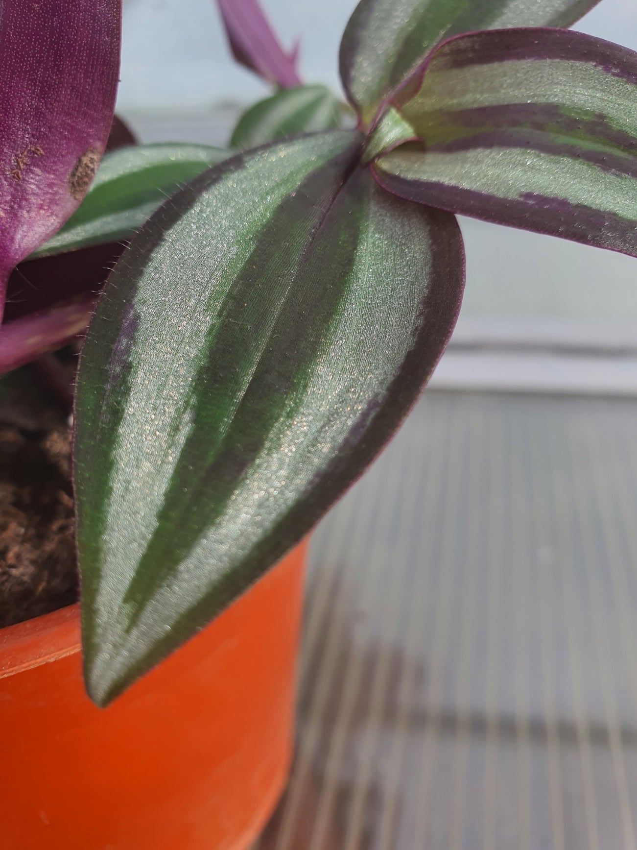 Tradescantia 'Violet Hill'   (Wondering Dew Violet Hill ) Trailing Plant