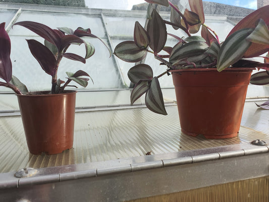 Tradescantia 'Violet Hill'   (Wondering Dew Violet Hill ) Trailing Plant