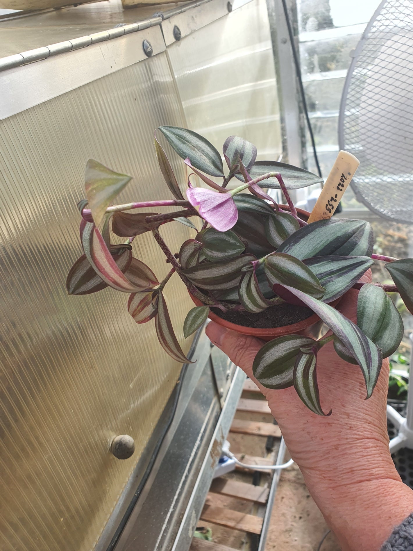 Potted plant with striped leaves held by a person indoors.