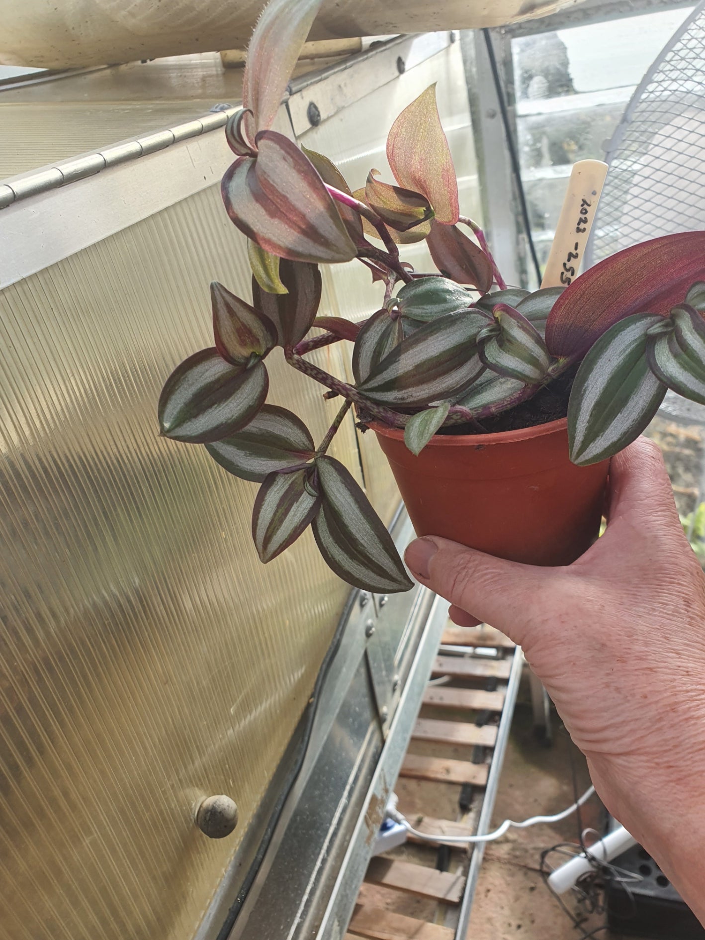 Tradescantia 'Violet Hill'   (Wondering Dew Violet Hill ) Trailing Plant