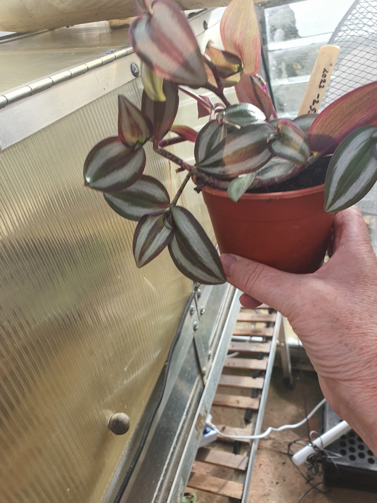 Tradescantia 'Violet Hill'   (Wondering Dew Violet Hill ) Trailing Plant