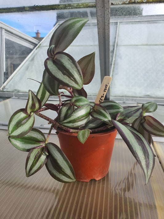 Tradescantia 'Violet Hill'   (Wondering Dew Violet Hill ) Trailing Plant