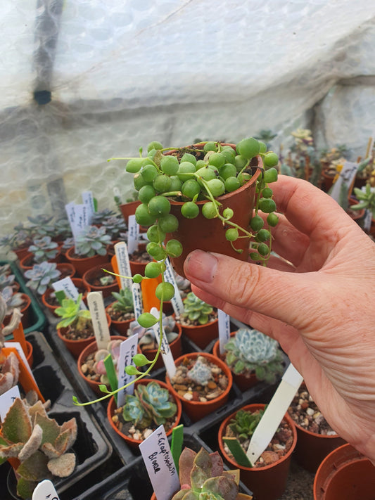 Senecio  rowleyanus  -  "String of Pearls"  Trailing Succulent