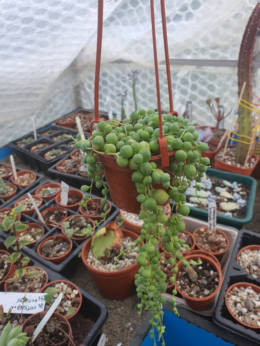 Senecio  rowleyanus  -  "String of Pearls"  Trailing Succulent