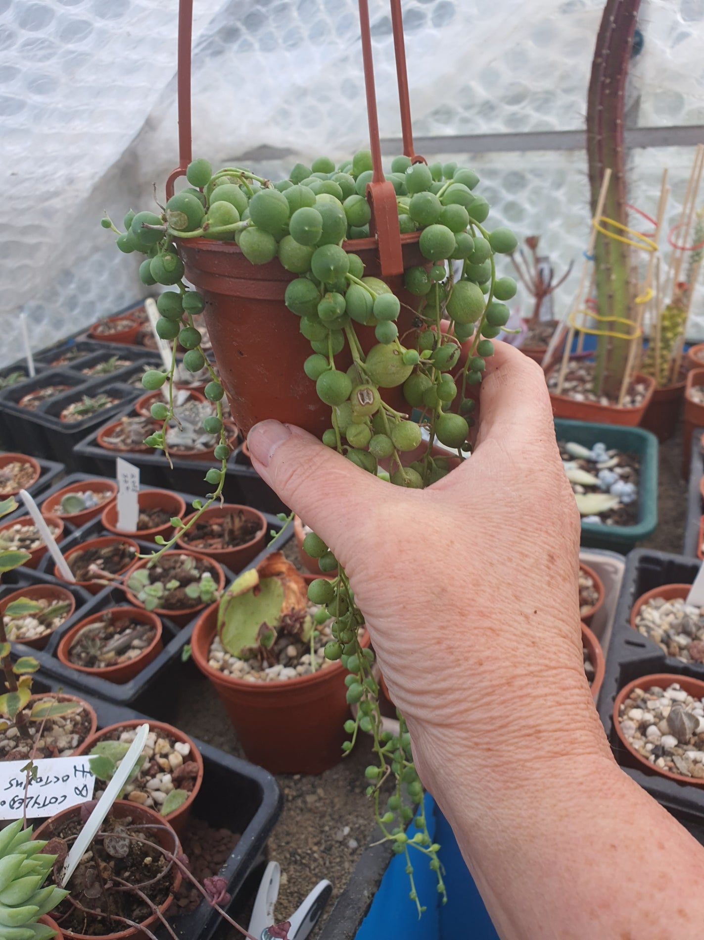 Senecio  rowleyanus  -  "String of Pearls"  Trailing Succulent