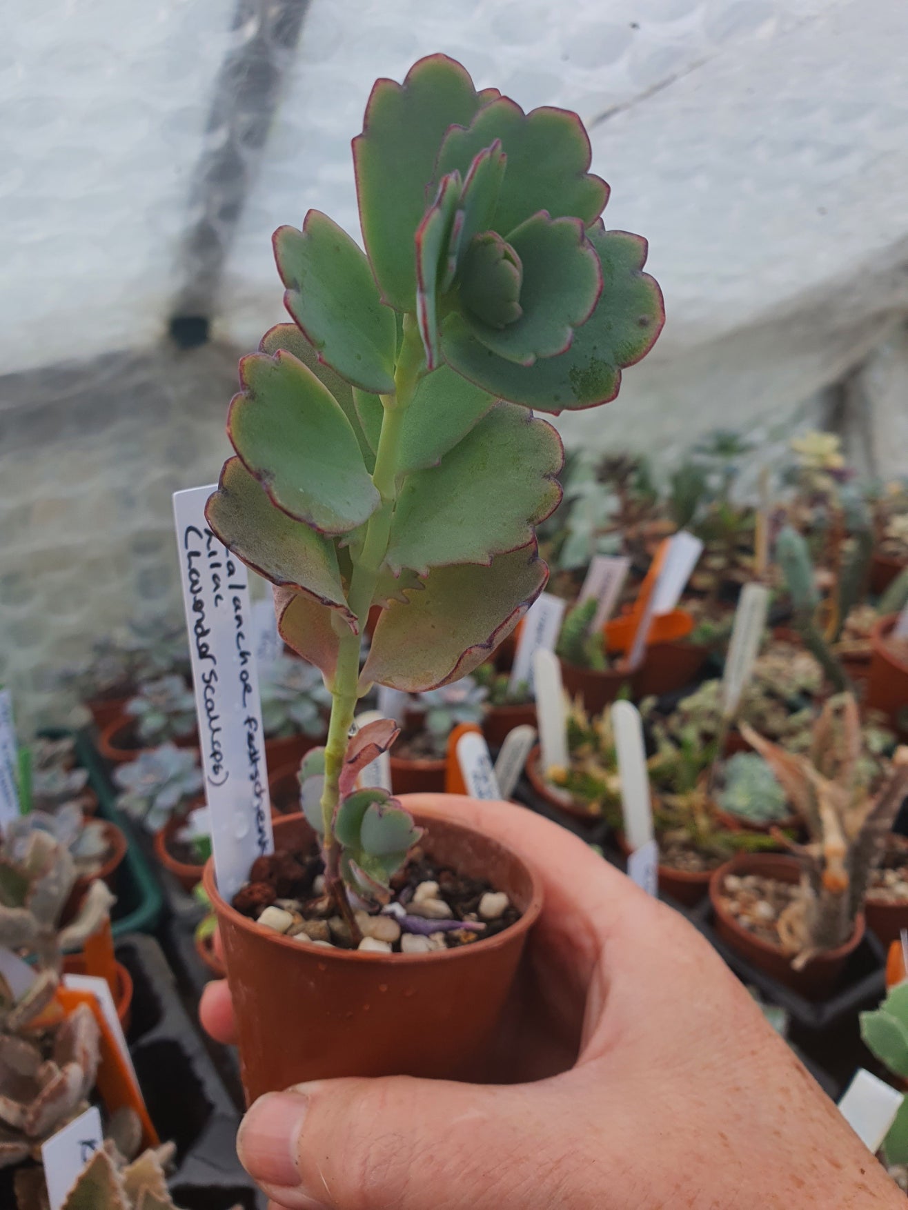 Kalanchoe  fedtschenkoi   Lilac  -  Bryophyllum Fedtschenkoi - Lavender Scallops