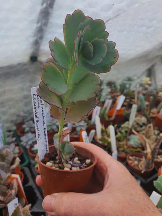 Kalanchoe  fedtschenkoi   Lilac  -  Bryophyllum Fedtschenkoi - Lavender Scallops