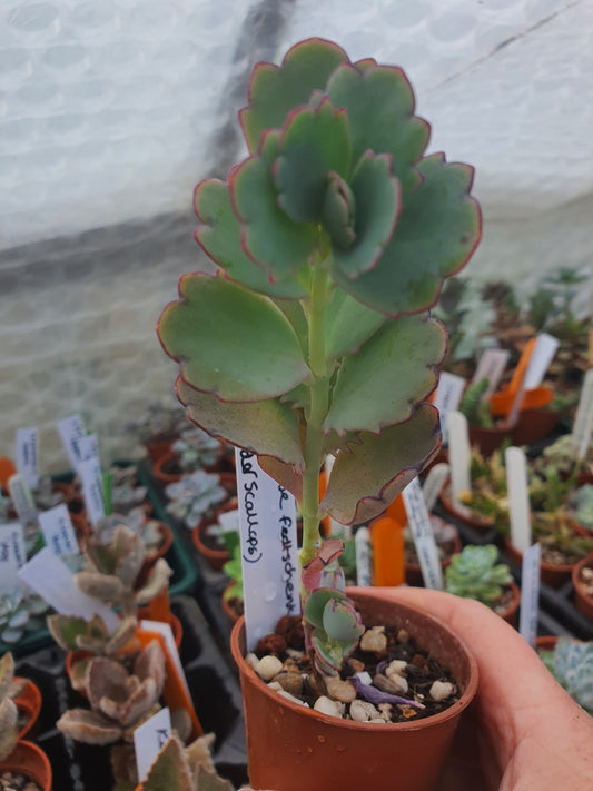 Kalanchoe  fedtschenkoi   Lilac  -  Bryophyllum Fedtschenkoi - Lavender Scallops