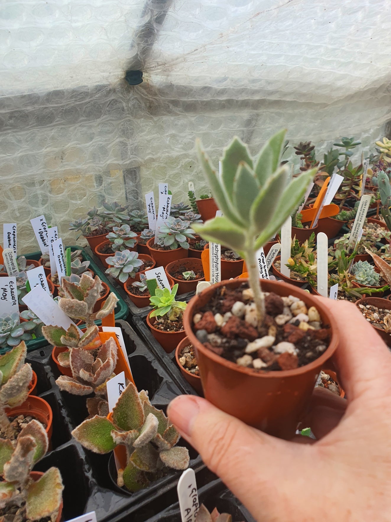 Kalanchoe x behartii