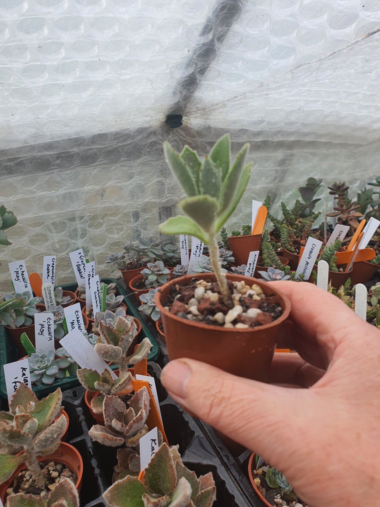 Kalanchoe x behartii