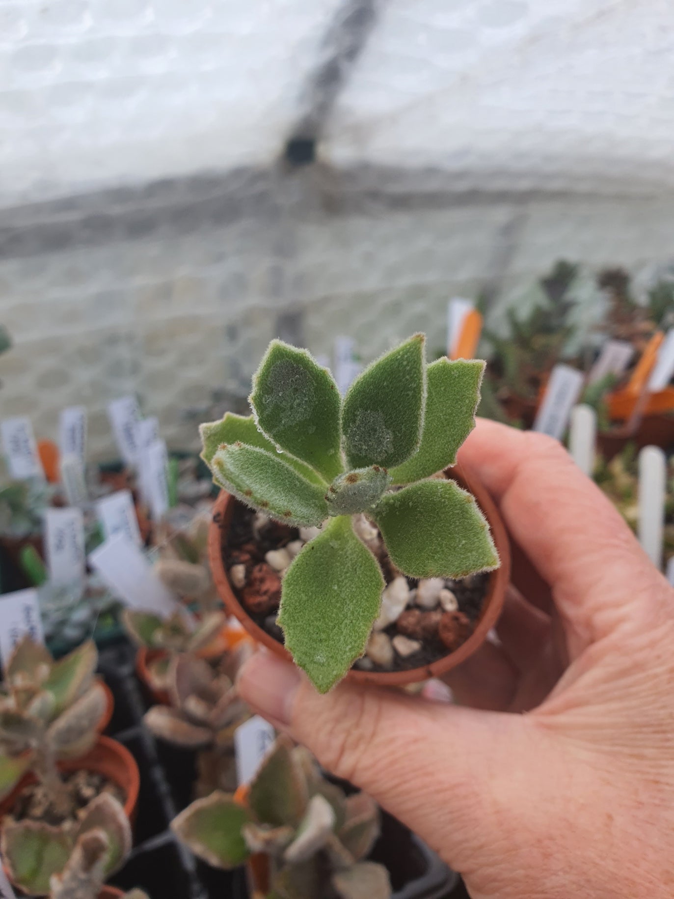 Kalanchoe x behartii