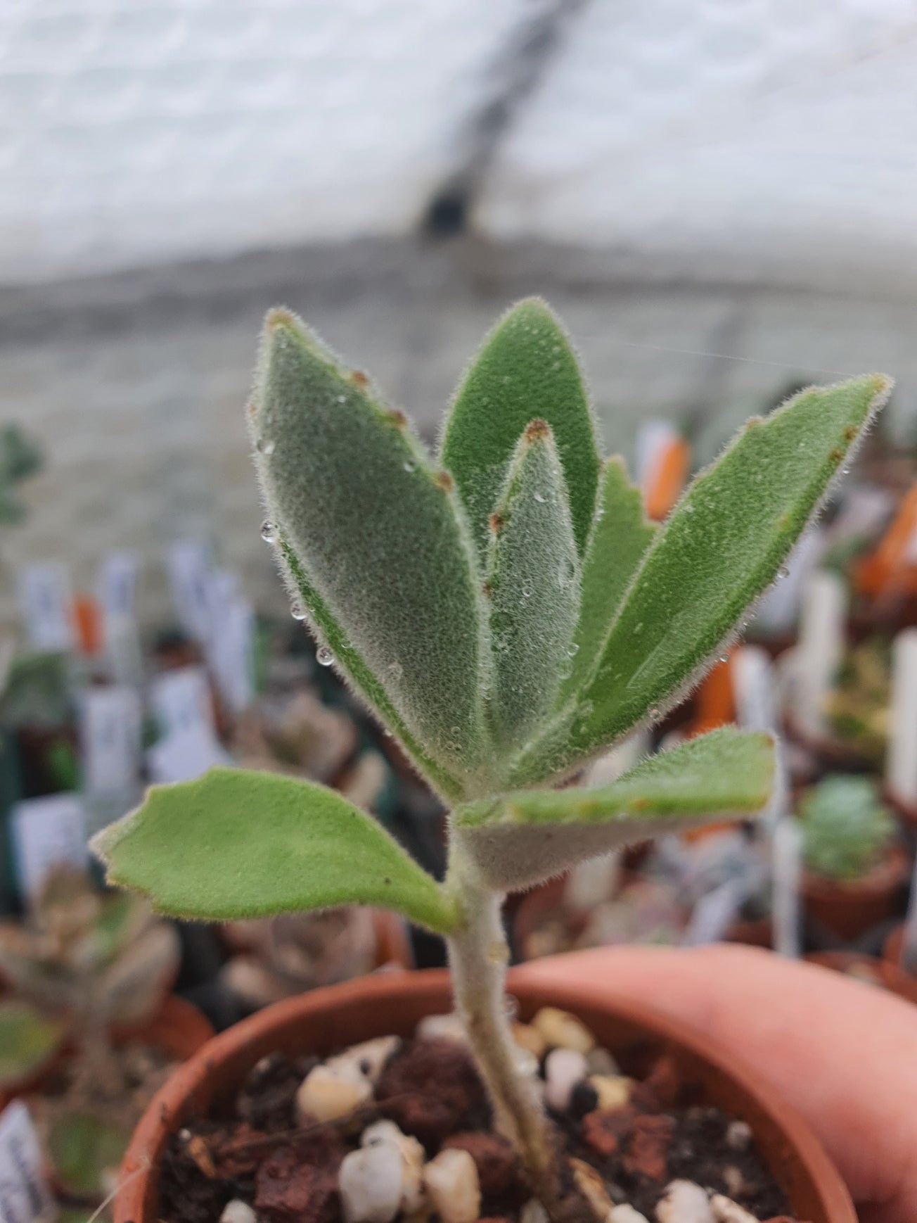 Kalanchoe x behartii