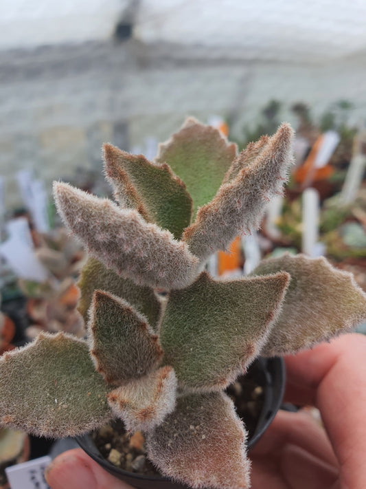 Kalanchoe beharensis 'Fang' | Felt Plant | Succulent
