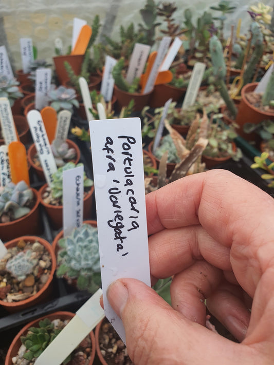 Portulacaria afra 'Variegata' - Dwarf Jade Plant - Elephant Bush -  variegated