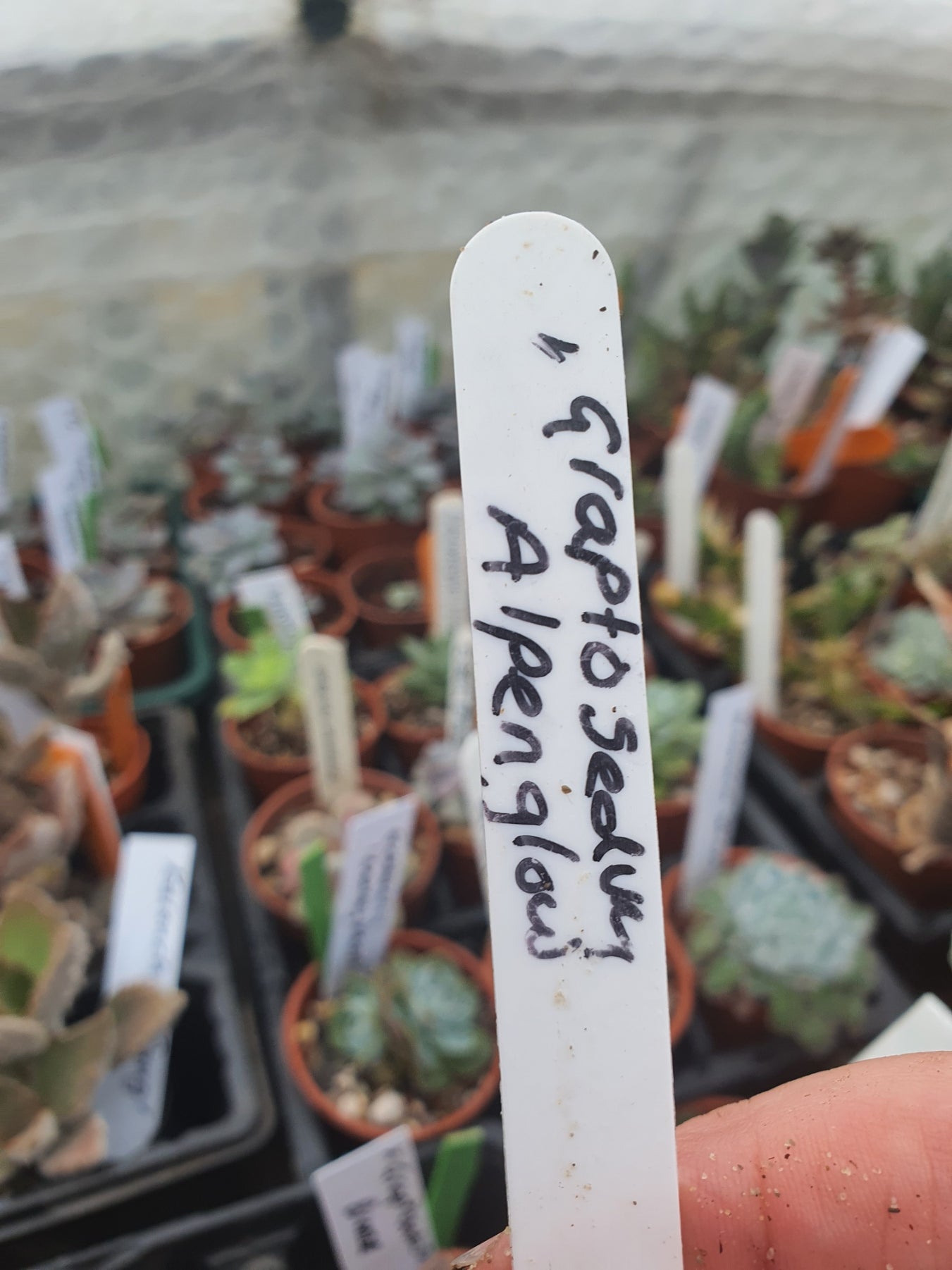 x Graptosedum 'Alpenglow'