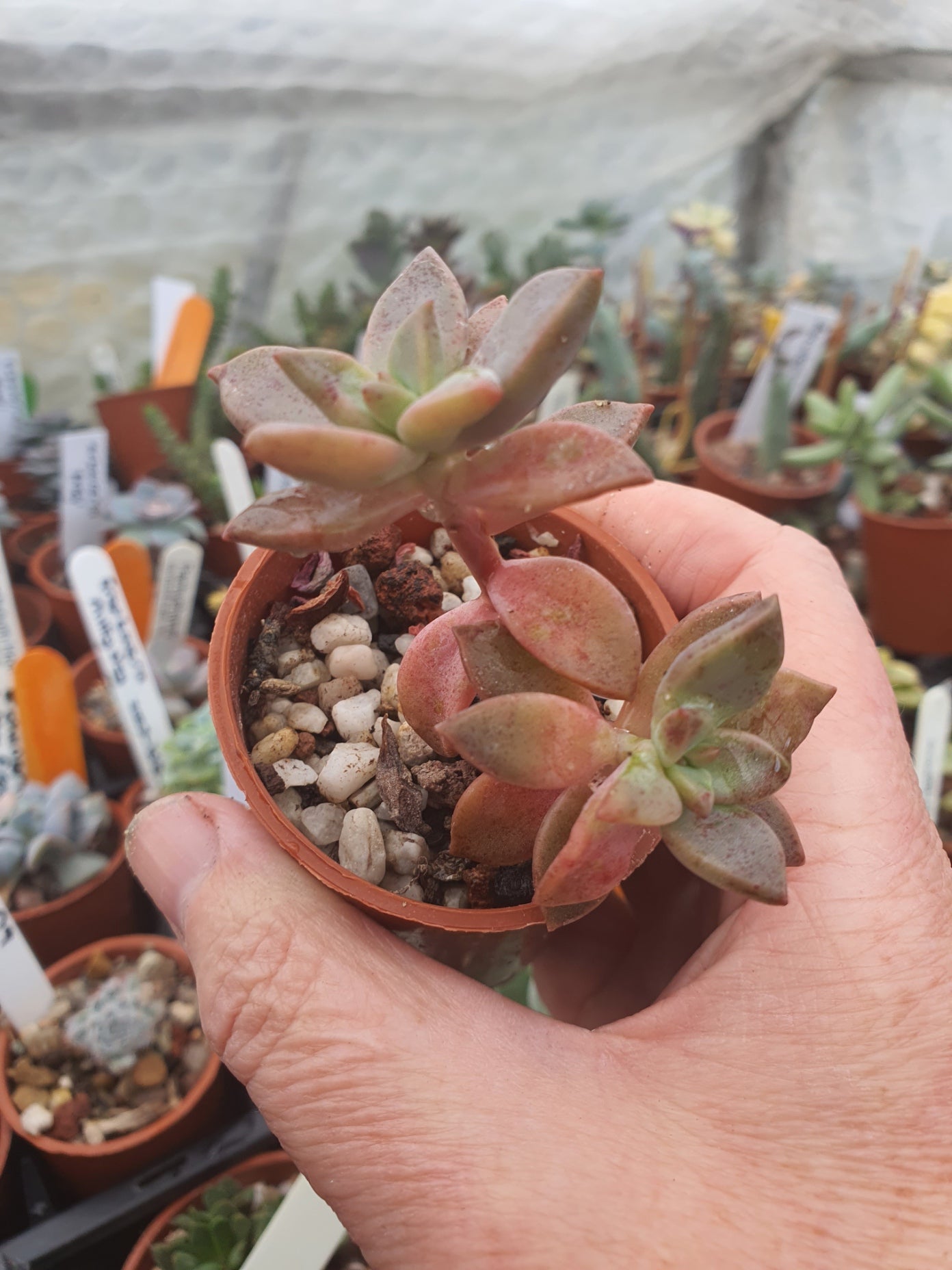 x Graptosedum 'Alpenglow'