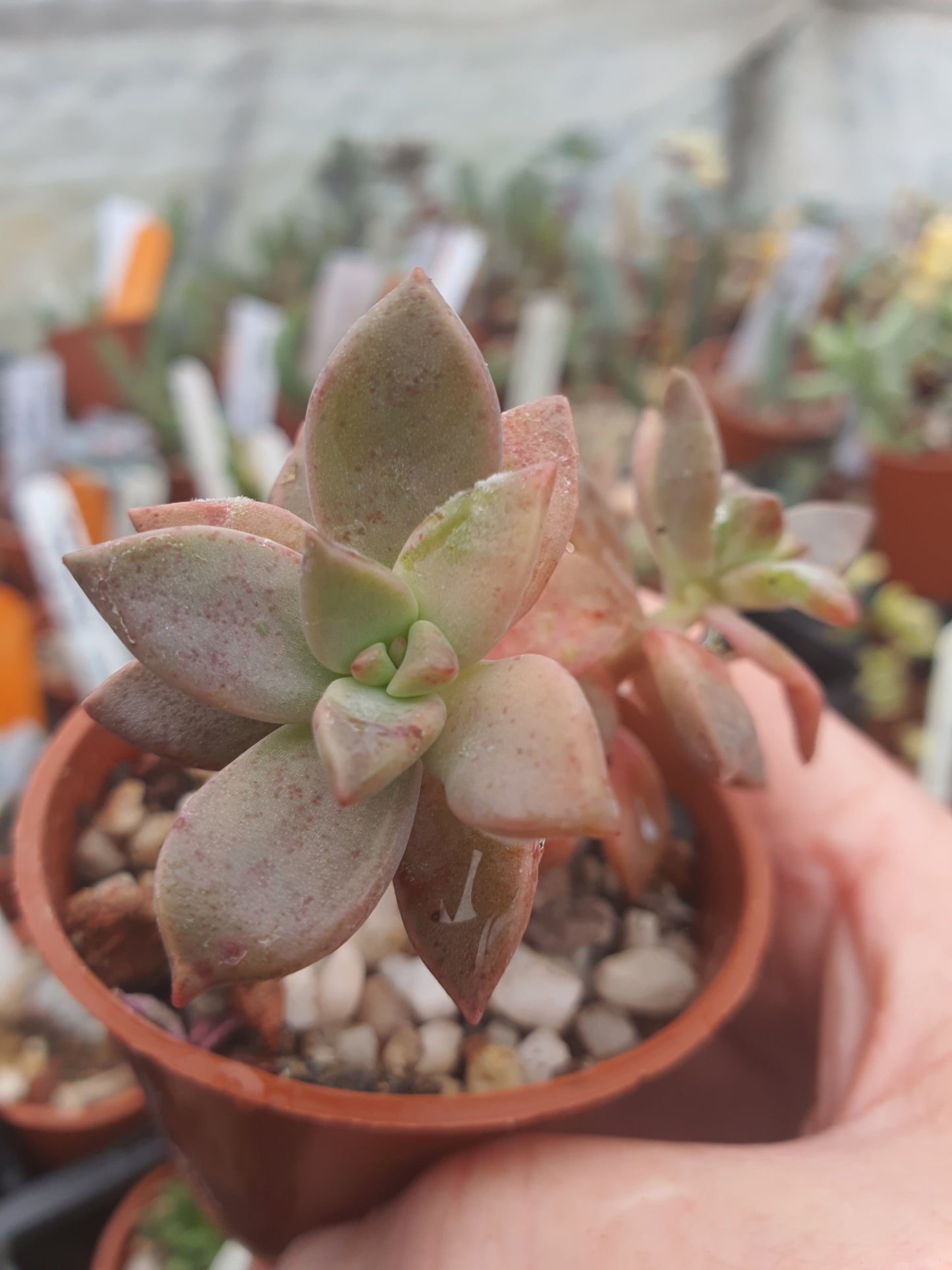 x Graptosedum 'Alpenglow'